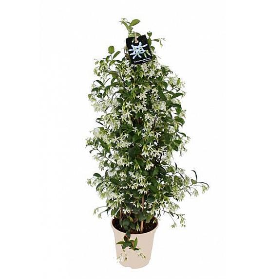 Trachelospermum Jasminoides Ø20