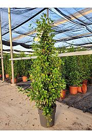 Trachelospermum Jasminoides Ø23