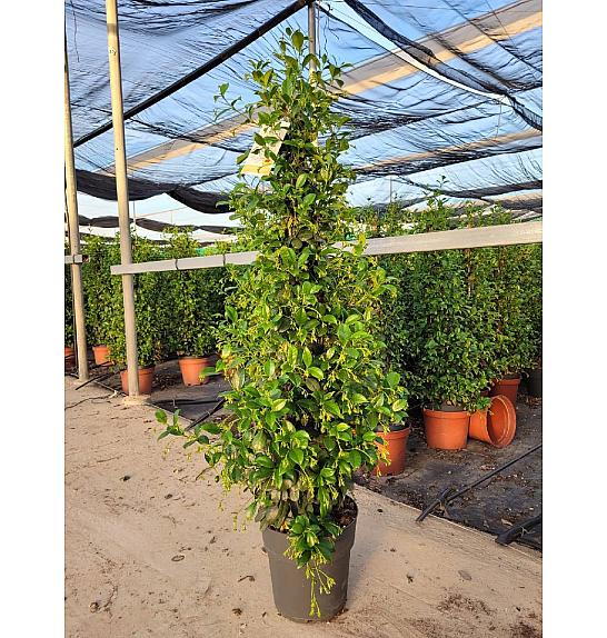 Trachelospermum Jasminoides Ø23