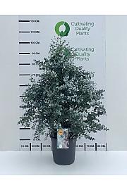Eucalyptus Gunnii Ø24