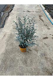 Eucalyptus Gunnii Azura Downunder Dreams Ø18