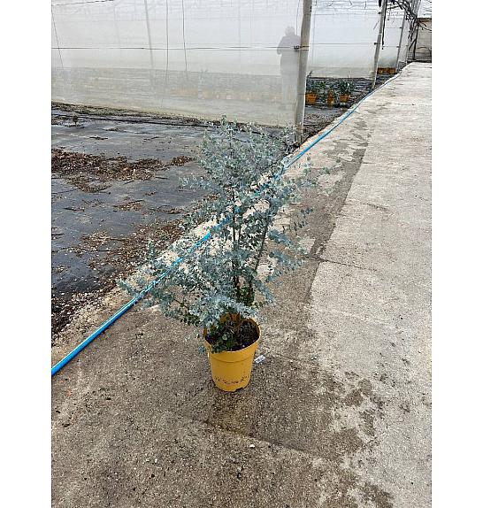 Eucalyptus Gunnii Azura Downunder Dreams Ø24