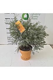 Eucalyptus Gunnii France Bleu Downunder Dreams Ø24