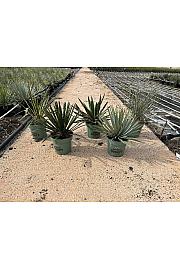 Yucca Mix Western Desert Dreams Ø18