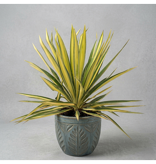 Yucca Gloriosa Color Guard Western Desert Dreams Ø26