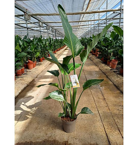 Strelitzia Augusta Ø24