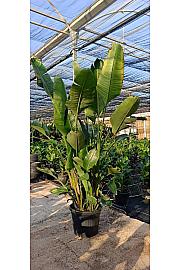 Strelitzia Augusta Nicolai Ø55