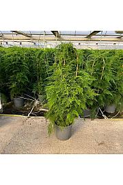 Asparagus Setaceus Ø30