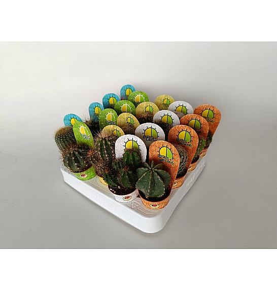 Cactus Mix Ø5