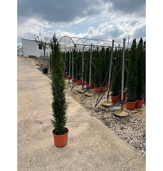 Cupressus Sempervirens Ø28