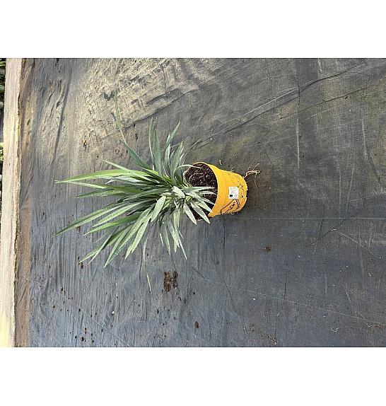 Dianella Blue Stream Downunder Dreams Ø18