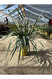 Dianella Blue Stream Downunder Dreams Ø24