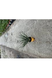 Dianella Coolvista Downunder Dreams Ø18