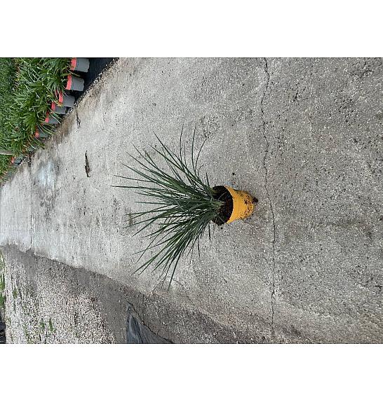 Dianella Coolvista Downunder Dreams Ø18