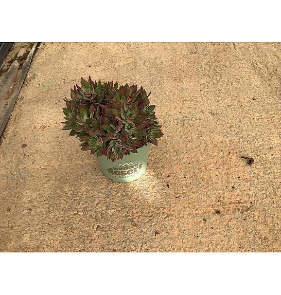 Echeveria Devotion Western Desert Dreams Ø18