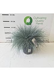 Festuca Glauca Intense Blue Ø20