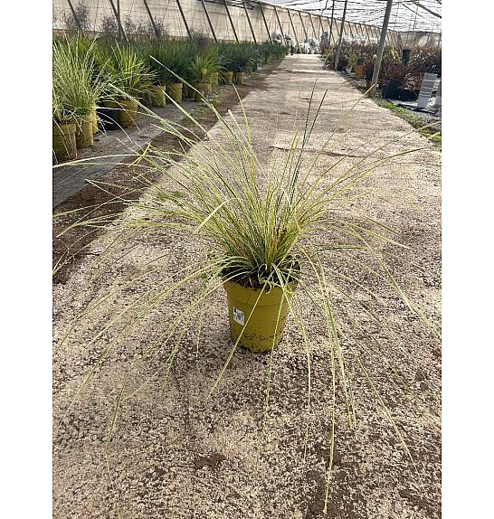 Lomandra Downunder Dreams Ø24