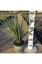 Nolina Nelsonii Western Desert Dreams Ø18