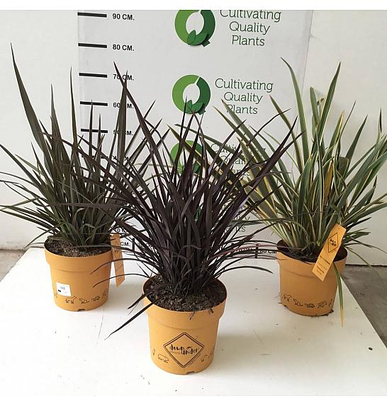 Phormium Mix Downunder Dreams Ø24