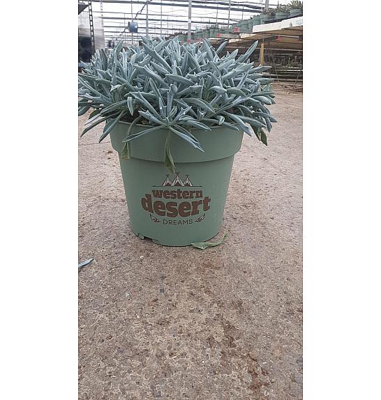 Senecio Trident Blue Western Desert Dreams Ø24