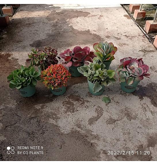 Succulents Mix Western Desert Dreams Ø24