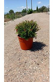 Punica Granatum Nana Gracillisima Ø20