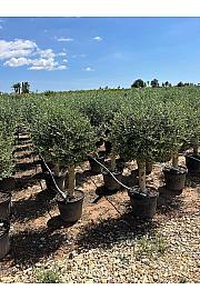 Olea Europaea Ø40