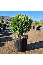 Thuja occidentalis Danica C8 Lit. 25-30 cm