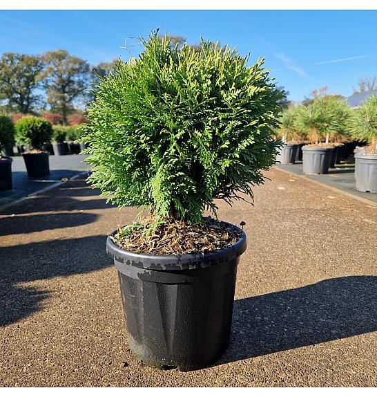 Thuja occidentalis Danica C8 Lit. 25-30 cm