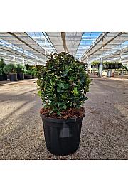 Ilex meserveae Little Rascal C4,5 Lit. 25/+ cm Krogla