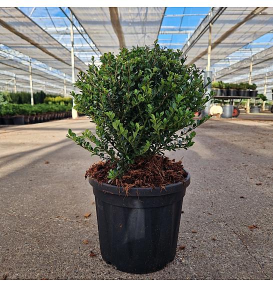 Ilex crenata Glorie Dwarf C4,5 Lit. 25/+ cm Krogla