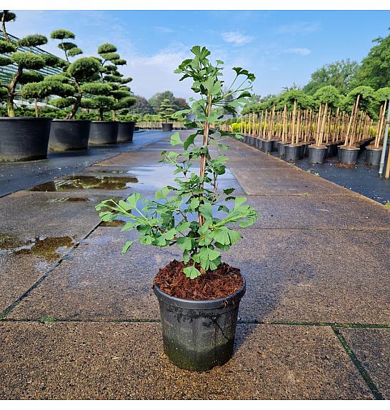 Ginkgo biloba Little Emperor C6 Lit. 40-50 cm Krogla