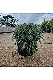 Tsuga can. Coles Prostrate C6 Lit. 25-30 cm