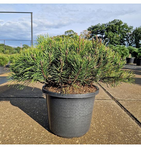 Pinus mugo Pumuckel C12 Lit. 40-50 cm Krogla