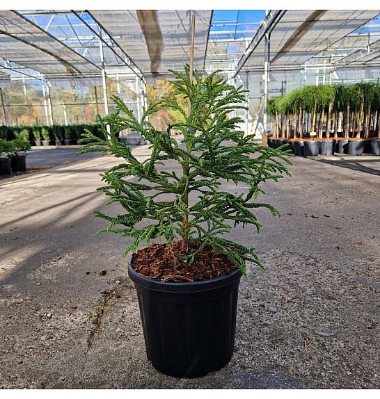 Cryptomeria japonica Spiralis C8 Lit. 30-40 cm