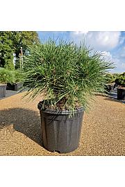 Pinus nigra Brepo C11 Lit. 30-35 cm