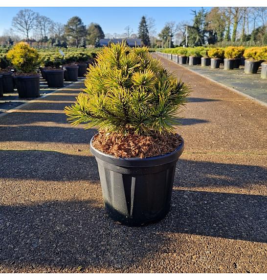 Pinus mugo Wintergold C6 Lit. 20/+ cm