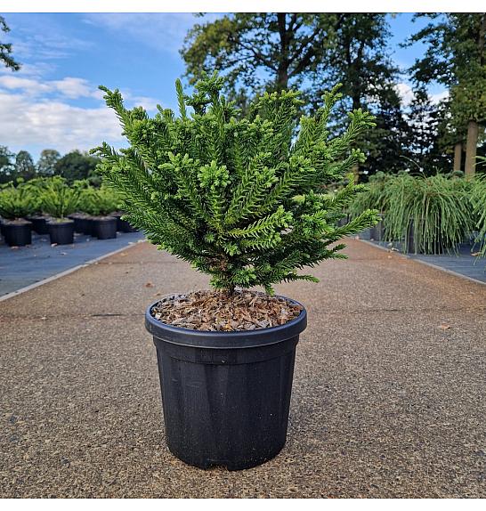 Cryptomeria japonica Dinger C8 Lit. 35-40 cm