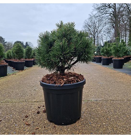 Pinus mugo Gnom Findling C6 Lit. 20-25 cm