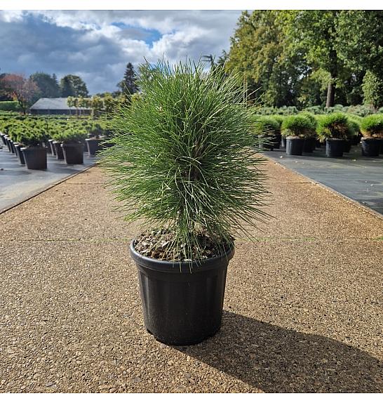 Pinus nigra Summer Breeze ® C8 Lit. 30/+ cm