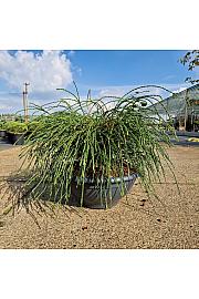 Thuja plicata Whipcord skleda 10 Lit. 35-40 cm