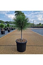 Pinus nigra Summer Breeze ® C6 Lit. Na steblu 20 cm Krošnja 20-25 cm