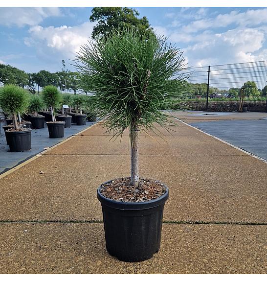 Pinus nigra Summer Breeze ® C6 Lit. Na steblu 20 cm Krošnja 20-25 cm