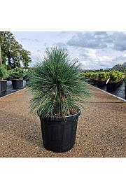 Pinus schwerinii Wiethorst C6 Lit. 20-30 cm