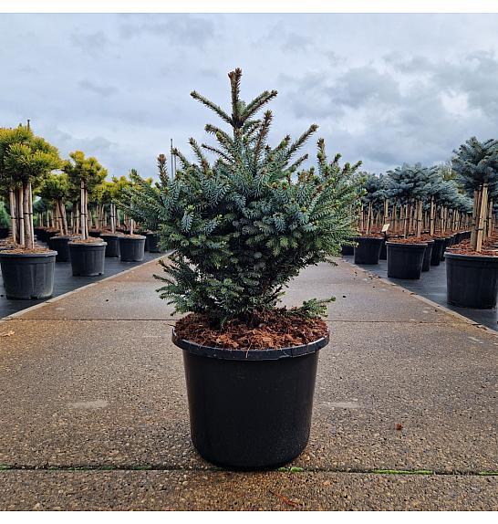 Picea omorika Nana C12 Lit. 30-40 cm