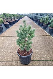 Pinus parviflora Schoon's Bonsai C8 Lit. 40/+ cm