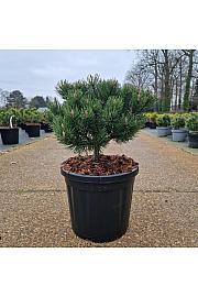 Pinus mugo Laurin C8 Lit. 25-30 cm