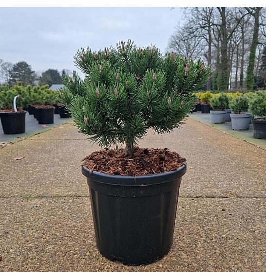 Pinus mugo Laurin C8 Lit. 25-30 cm
