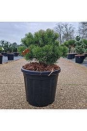 Pinus mugo March C8 Lit. 25-30 cm