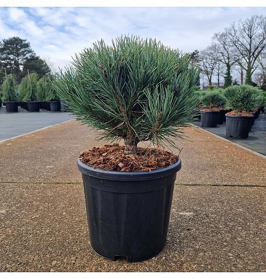 Pinus sylvestris Watereri C11 Lit. 30/+ cm Krogla